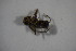 (Lasius sp - BCFORENSIK_0613)  @11 [ ] CreativeCommons - Attribution Non-Commercial Share-Alike (2015) Unspecified SNSB, Zoologische Staatssammlung Muenchen