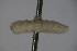  ( - BCFORENSIK_0639)  @12 [ ] CreativeCommons - Attribution Non-Commercial Share-Alike (2015) Unspecified SNSB, Zoologische Staatssammlung Muenchen