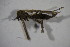  (Trichocera hiemalis - BCFORENSIK_0640)  @12 [ ] CreativeCommons - Attribution Non-Commercial Share-Alike (2015) Unspecified SNSB, Zoologische Staatssammlung Muenchen