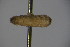  ( - BCFORENSIK_0650)  @11 [ ] CreativeCommons - Attribution Non-Commercial Share-Alike (2015) Unspecified SNSB, Zoologische Staatssammlung Muenchen