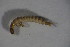  ( - BCFORENSIK_0651)  @12 [ ] CreativeCommons - Attribution Non-Commercial Share-Alike (2015) Unspecified SNSB, Zoologische Staatssammlung Muenchen
