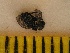  (Calliphora sp - BCFORENSIK_530)  @11 [ ] CreativeCommons - Attribution Non-Commercial Share-Alike (2015) Unspecified SNSB, Zoologische Staatssammlung Muenchen