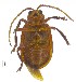  (Metrioidea grandis - C8094)  @11 [ ] CreativeCommons  Attribution Non-Commercial Share-Alike (2017) Unspecified Institute for Tropical Biology and Conservation, Universiti Malaysia Sabah