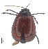  ( - C8103)  @11 [ ] CreativeCommons  Attribution Non-Commercial Share-Alike (2017) Unspecified Institute for Tropical Biology and Conservation, Universiti Malaysia Sabah