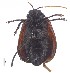  (Aulacophora sp - C8103)  @11 [ ] CreativeCommons  Attribution Non-Commercial Share-Alike (2017) Unspecified Institute for Tropical Biology and Conservation, Universiti Malaysia Sabah