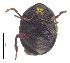  ( - C8179)  @13 [ ] CreativeCommons  Attribution Non-Commercial Share-Alike (2017) Unspecified Institute for Tropical Biology and Conservation, Universiti Malaysia Sabah