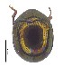  ( - C8447)  @13 [ ] CreativeCommons  Attribution Non-Commercial Share-Alike (2017) Unspecified Institute for Tropical Biology and Conservation, Universiti Malaysia Sabah