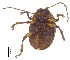  ( - C8262)  @13 [ ] CreativeCommons  Attribution Non-Commercial Share-Alike (2017) Unspecified Institute for Tropical Biology and Conservation, Universiti Malaysia Sabah