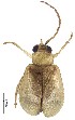  ( - C9897)  @13 [ ] CreativeCommons  Attribution Non-Commercial Share-Alike (2017) Unspecified Institute for Tropical Biology and Conservation, Universiti Malaysia Sabah