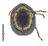  ( - C8398)  @14 [ ] CreativeCommons  Attribution Non-Commercial Share-Alike (2017) Unspecified Institute for Tropical Biology and Conservation, Universiti Malaysia Sabah