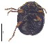  ( - C8398)  @13 [ ] CreativeCommons  Attribution Non-Commercial Share-Alike (2017) Unspecified Institute for Tropical Biology and Conservation, Universiti Malaysia Sabah
