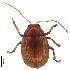  (Rhyparida sp. 1 - C8355)  @15 [ ] CreativeCommons  Attribution Non-Commercial Share-Alike (2017) Unspecified Institute for Tropical Biology and Conservation, Universiti Malaysia Sabah