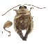  ( - C8449)  @13 [ ] CreativeCommons  Attribution Non-Commercial Share-Alike (2017) Unspecified Institute for Tropical Biology and Conservation, Universiti Malaysia Sabah