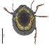  ( - C8510)  @14 [ ] CreativeCommons  Attribution Non-Commercial Share-Alike (2017) Unspecified Institute for Tropical Biology and Conservation, Universiti Malaysia Sabah