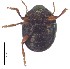  ( - C8510)  @13 [ ] CreativeCommons  Attribution Non-Commercial Share-Alike (2017) Unspecified Institute for Tropical Biology and Conservation, Universiti Malaysia Sabah