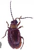  (Monolepta sp. 6 - C8531)  @14 [ ] CreativeCommons  Attribution Non-Commercial Share-Alike (2017) Unspecified Institute for Tropical Biology and Conservation, Universiti Malaysia Sabah