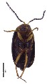 ( - C9418)  @12 [ ] CreativeCommons  Attribution Non-Commercial Share-Alike (2017) Unspecified Institute for Tropical Biology and Conservation, Universiti Malaysia Sabah