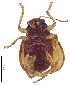  ( - C9479)  @14 [ ] CreativeCommons  Attribution Non-Commercial Share-Alike (2017) Unspecified Institute for Tropical Biology and Conservation, Universiti Malaysia Sabah