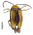  ( - C9556)  @14 [ ] CreativeCommons  Attribution Non-Commercial Share-Alike (2017) Unspecified Institute for Tropical Biology and Conservation, Universiti Malaysia Sabah