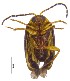  ( - C9556)  @12 [ ] CreativeCommons  Attribution Non-Commercial Share-Alike (2017) Unspecified Institute for Tropical Biology and Conservation, Universiti Malaysia Sabah