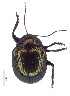  ( - C9597)  @11 [ ] CreativeCommons  Attribution Non-Commercial Share-Alike (2017) Unspecified Institute for Tropical Biology and Conservation, Universiti Malaysia Sabah
