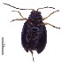  ( - C9602)  @14 [ ] CreativeCommons  Attribution Non-Commercial Share-Alike (2017) Unspecified Institute for Tropical Biology and Conservation, Universiti Malaysia Sabah