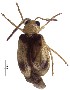  (Monolepta sp. 5 - C9719)  @14 [ ] CreativeCommons  Attribution Non-Commercial Share-Alike (2017) Unspecified Institute for Tropical Biology and Conservation, Universiti Malaysia Sabah