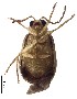  ( - C9719)  @13 [ ] CreativeCommons  Attribution Non-Commercial Share-Alike (2017) Unspecified Institute for Tropical Biology and Conservation, Universiti Malaysia Sabah