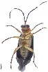  ( - C9720)  @12 [ ] CreativeCommons  Attribution Non-Commercial Share-Alike (2017) Unspecified Institute for Tropical Biology and Conservation, Universiti Malaysia Sabah