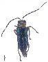  ( - C9721)  @13 [ ] CreativeCommons  Attribution Non-Commercial Share-Alike (2017) Unspecified Institute for Tropical Biology and Conservation, Universiti Malaysia Sabah