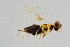  (Centrodora amoena - BC-ZSM-HYM-20699-B05)  @13 [ ] CreativeCommons - Attribution Non-Commercial Share-Alike (2015) Unspecified SNSB, Zoologische Staatssammlung Muenchen