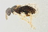  ( - BC-ZSM-HYM-20699-B12)  @12 [ ] CreativeCommons - Attribution Non-Commercial Share-Alike (2015) Unspecified SNSB, Zoologische Staatssammlung Muenchen