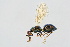  ( - BC-ZSM-HYM-20699-C09)  @13 [ ] CreativeCommons - Attribution Non-Commercial Share-Alike (2015) Unspecified SNSB, Zoologische Staatssammlung Muenchen