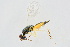  (Pnigalio pectinicornis - BC-ZSM-HYM-20699-D02)  @13 [ ] CreativeCommons - Attribution Non-Commercial Share-Alike (2015) Unspecified SNSB, Zoologische Staatssammlung Muenchen