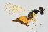  ( - BC-ZSM-HYM-20699-D04)  @12 [ ] CreativeCommons - Attribution Non-Commercial Share-Alike (2015) Unspecified SNSB, Zoologische Staatssammlung Muenchen