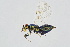  ( - BC-ZSM-HYM-20699-E03)  @13 [ ] CreativeCommons - Attribution Non-Commercial Share-Alike (2015) Unspecified SNSB, Zoologische Staatssammlung Muenchen