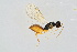  (Pnigalio soemius - BC-ZSM-HYM-20699-G08)  @13 [ ] CreativeCommons - Attribution Non-Commercial Share-Alike (2015) Unspecified SNSB, Zoologische Staatssammlung Muenchen