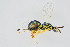  (Torymus chloromerus - BC-ZSM-HYM-20699-H01)  @14 [ ] CreativeCommons - Attribution Non-Commercial Share-Alike (2015) Unspecified SNSB, Zoologische Staatssammlung Muenchen