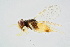  ( - BC-ZSM-HYM-20699-H03)  @12 [ ] CreativeCommons - Attribution Non-Commercial Share-Alike (2015) Unspecified SNSB, Zoologische Staatssammlung Muenchen