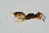  ( - BC-ZSM-HYM-20699-H07)  @13 [ ] CreativeCommons - Attribution Non-Commercial Share-Alike (2015) Unspecified SNSB, Zoologische Staatssammlung Muenchen