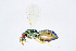 ( - BC-ZSM-HYM-20720-A02)  @13 [ ] CreativeCommons - Attribution Non-Commercial Share-Alike (2015) Unspecified SNSB, Zoologische Staatssammlung Muenchen
