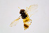  ( - BC-ZSM-HYM-20720-A07)  @12 [ ] CreativeCommons - Attribution Non-Commercial Share-Alike (2015) Unspecified SNSB, Zoologische Staatssammlung Muenchen