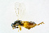 ( - BC-ZSM-HYM-20720-B09)  @13 [ ] CreativeCommons - Attribution Non-Commercial Share-Alike (2015) Unspecified SNSB, Zoologische Staatssammlung Muenchen