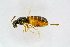  (Roptrocerus brevicornis - BC-ZSM-HYM-20720-C12)  @11 [ ] CreativeCommons - Attribution Non-Commercial Share-Alike (2015) Unspecified SNSB, Zoologische Staatssammlung Muenchen