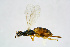  ( - BC-ZSM-HYM-20720-D07)  @13 [ ] CreativeCommons - Attribution Non-Commercial Share-Alike (2015) Unspecified SNSB, Zoologische Staatssammlung Muenchen
