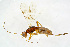  ( - BC-ZSM-HYM-20720-E10)  @12 [ ] CreativeCommons - Attribution Non-Commercial Share-Alike (2015) Unspecified SNSB, Zoologische Staatssammlung Muenchen