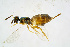  ( - BC-ZSM-HYM-20720-F03)  @13 [ ] CreativeCommons - Attribution Non-Commercial Share-Alike (2015) Unspecified SNSB, Zoologische Staatssammlung Muenchen