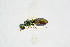  ( - BC-ZSM-HYM-20720-F07)  @13 [ ] CreativeCommons - Attribution Non-Commercial Share-Alike (2015) Unspecified SNSB, Zoologische Staatssammlung Muenchen