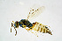  (Roptrocerus xylophagorum - BC-ZSM-HYM-20720-F08)  @14 [ ] CreativeCommons - Attribution Non-Commercial Share-Alike (2015) Unspecified SNSB, Zoologische Staatssammlung Muenchen