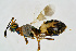  ( - BC-ZSM-HYM-20720-G02)  @11 [ ] CreativeCommons - Attribution Non-Commercial Share-Alike (2015) Unspecified SNSB, Zoologische Staatssammlung Muenchen